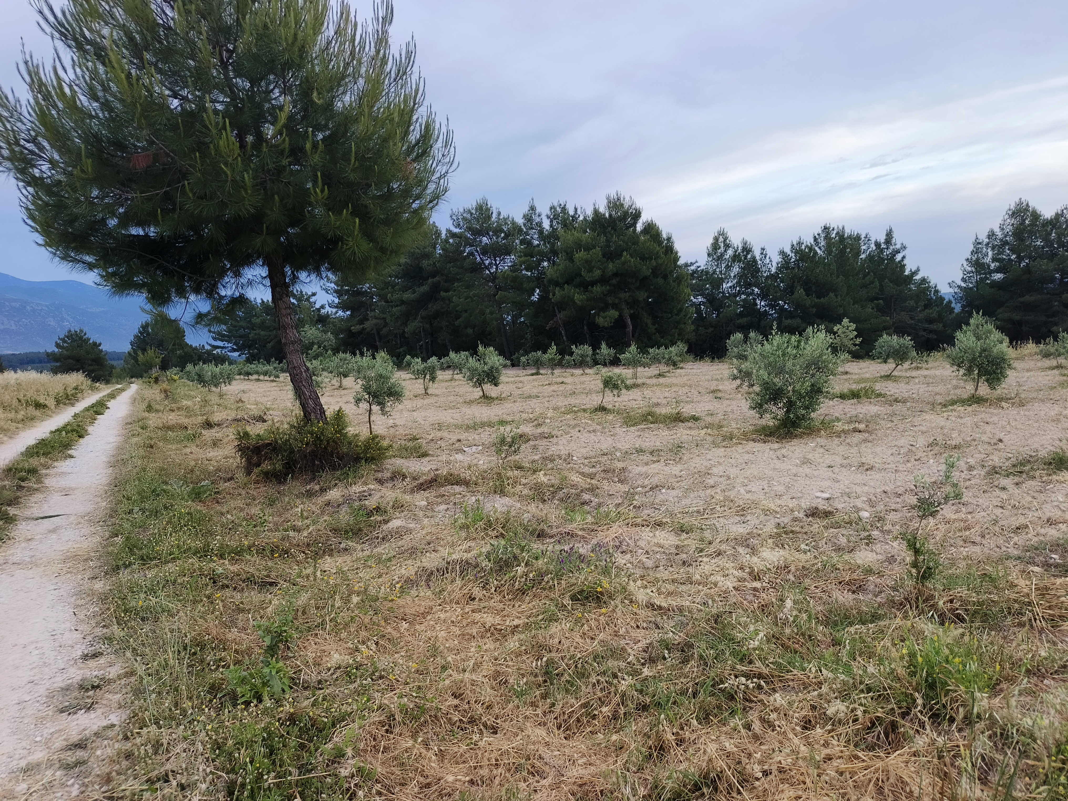 EŞENDE SATILIK 7.5 DÖNÜM ZEYTİNLİK - 5